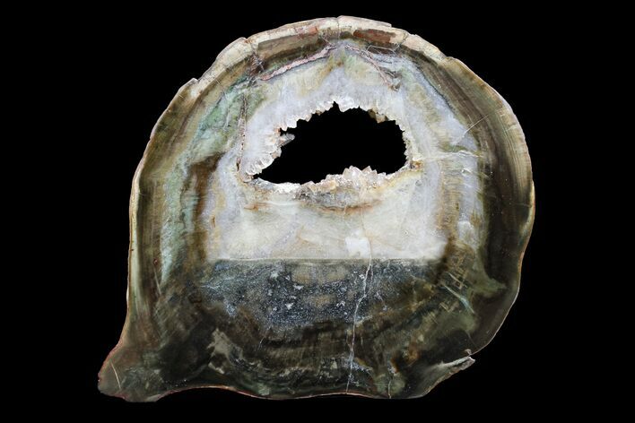 Triassic Petrified Wood (Woodworthia) Round - Zimbabwe #167958